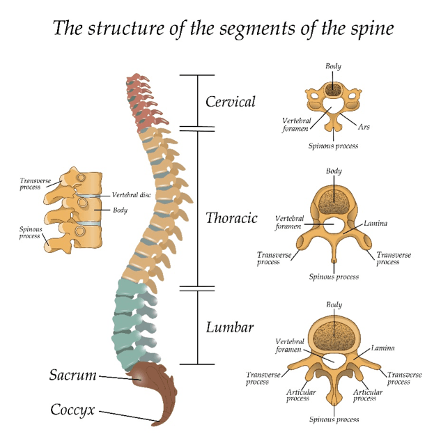 Improve Your Unlock Your Spine Reviews In 4 Days