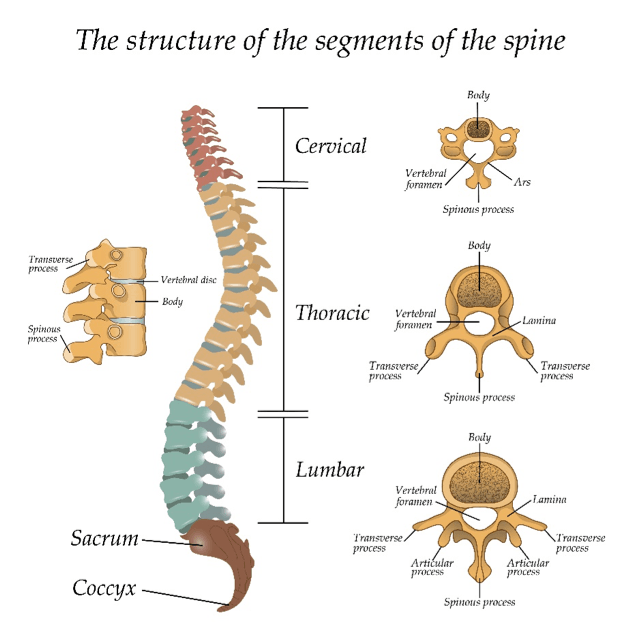 spine