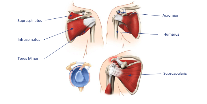 rotator cuff rotator cuff