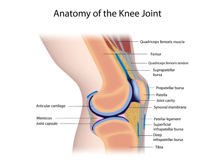 anatomy of knee anatomy of knee