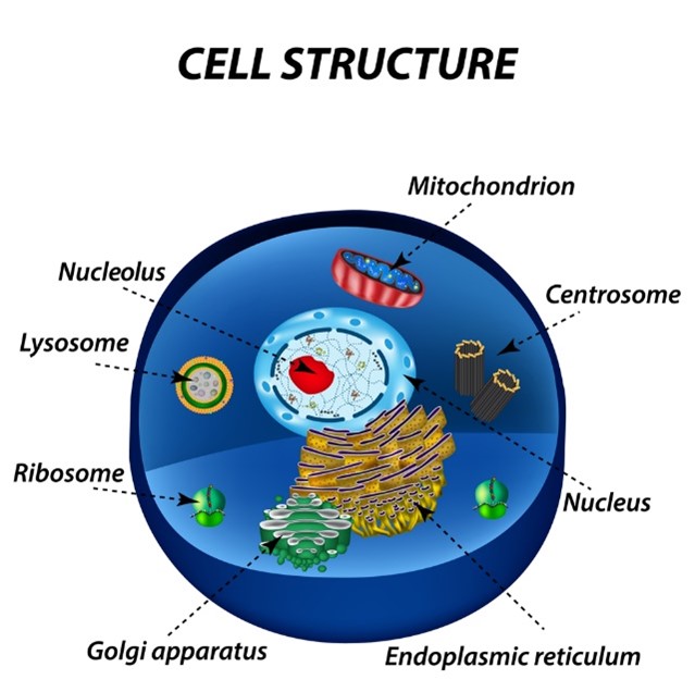 cell structure