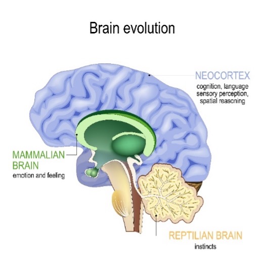 brain-picture