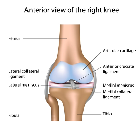 anterior-shot-of-the-knee