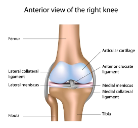 anterior-shot-of-the-knee anterior-shot-of-the-knee