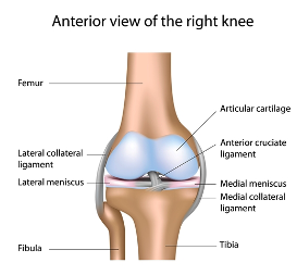 anterior view of the right knee joint