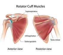 rotator-cuff-muscles
