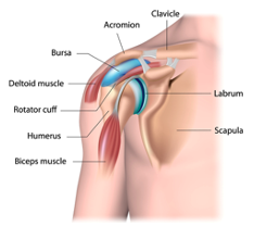 shoulder-joint